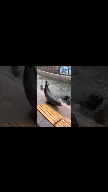 Dolphins Time #shorts #subscribe #status #love #viral #trending #like