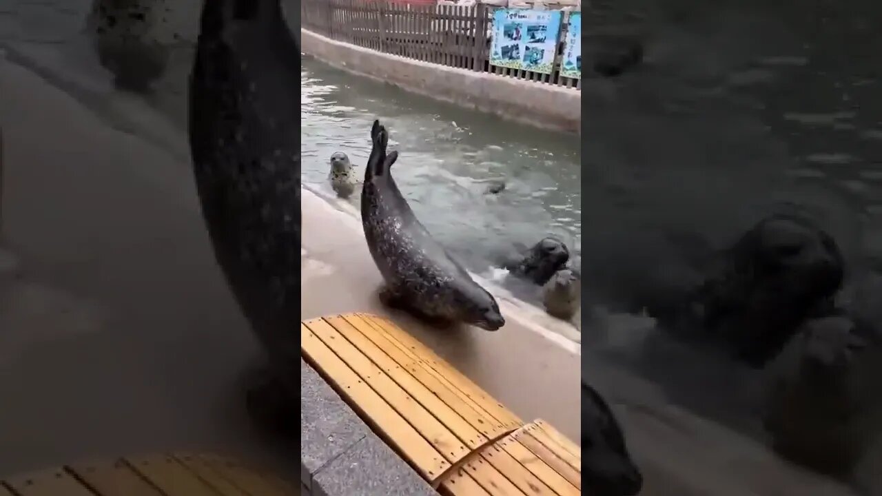 Dolphins Time #shorts #subscribe #status #love #viral #trending #like