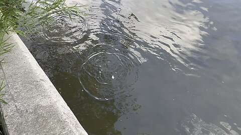 Feeding minnows. They love Costco ciabatta bread 😊