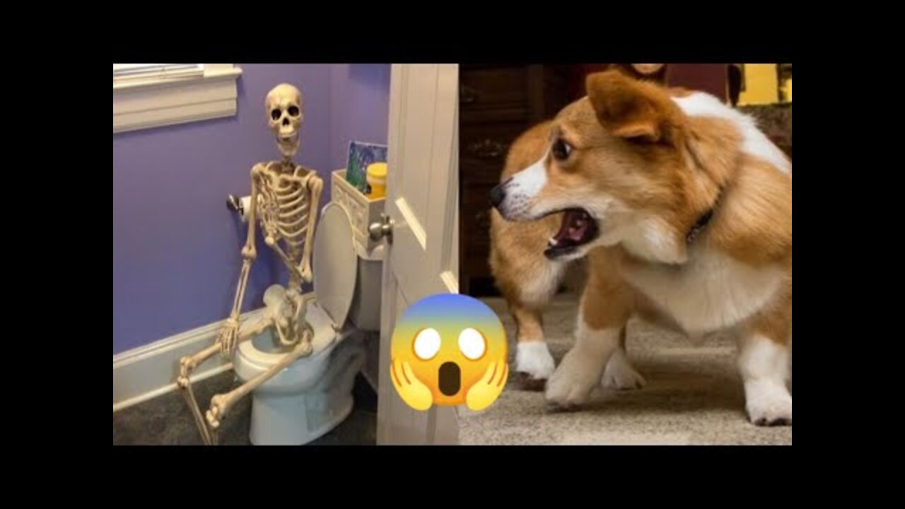 Funny Animals Videos 🤣😝 😻-Funniest Cats And Dogs Video