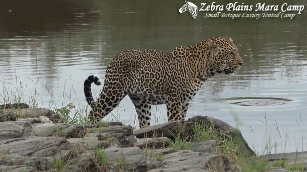 Zebra Plains Mara Camp Promotional Video