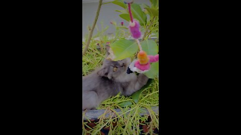 Persian cat