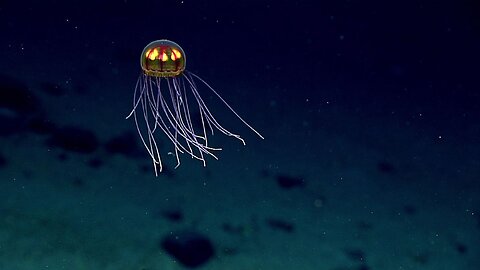 This is why NASA stopped exploring the oceans, it’s terrifying