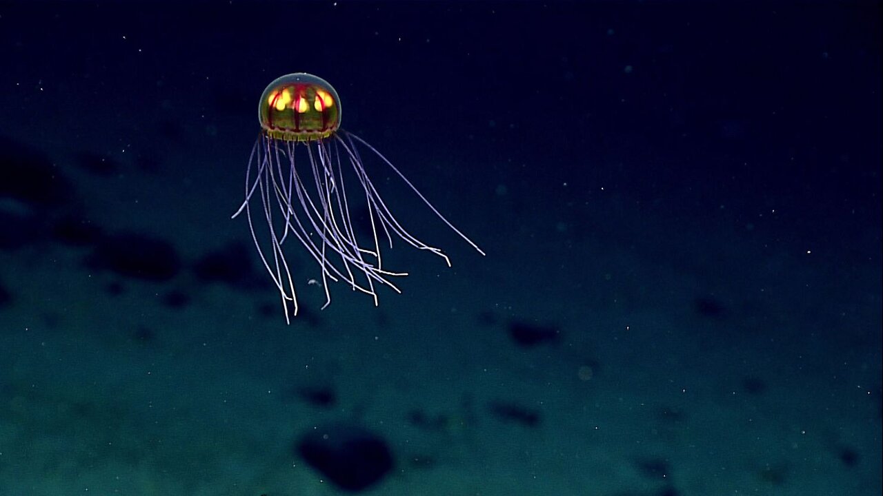This is why NASA stopped exploring the oceans, it’s terrifying