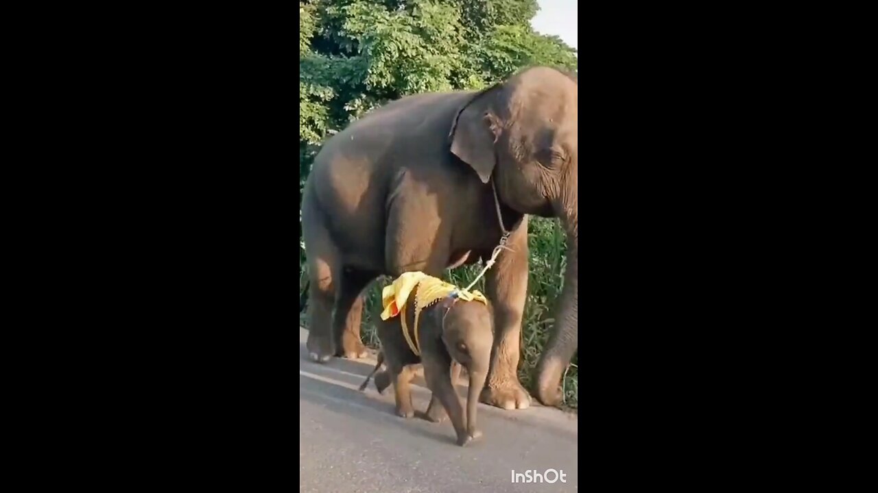 elephant and baby