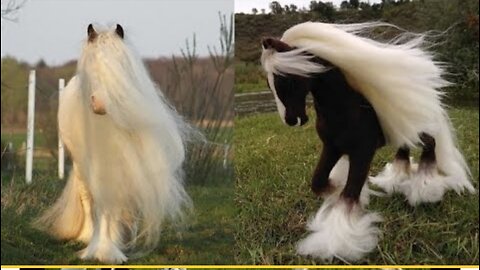 Horse SOO Cute_ Cute And funny horse