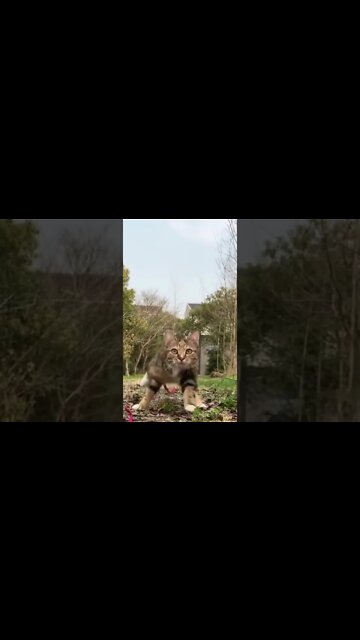 ANIMAIS ENGRAÇADOS E FOFOS #shorts #Pets #gatinhos #cachorrinhos