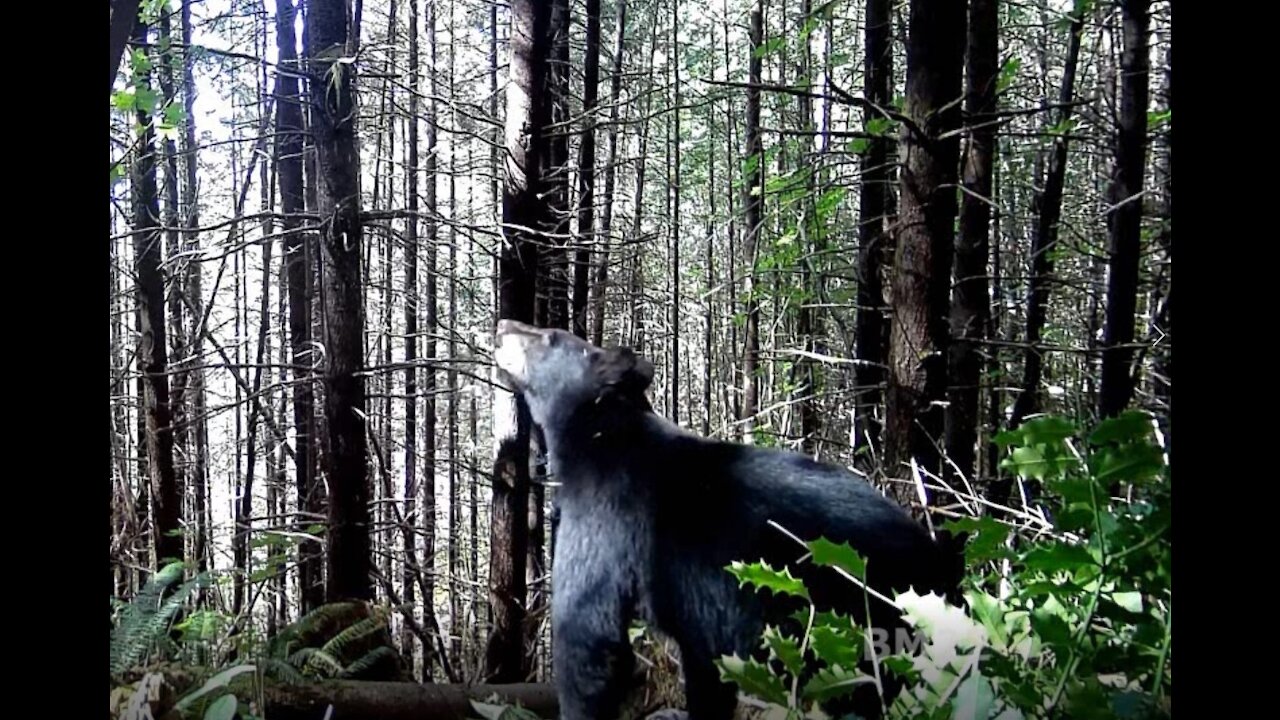 Giant Black Bear Caught on Camera