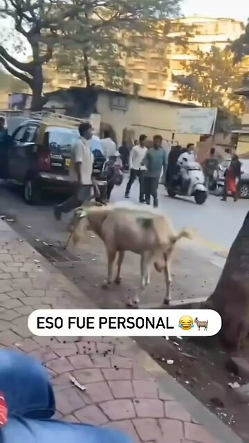 😂 funny animals😂 2024 edition