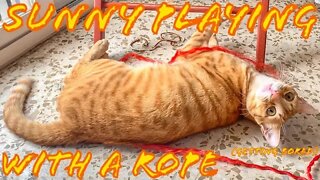 Cat Plays With Rope [Gets Bored Quickly]