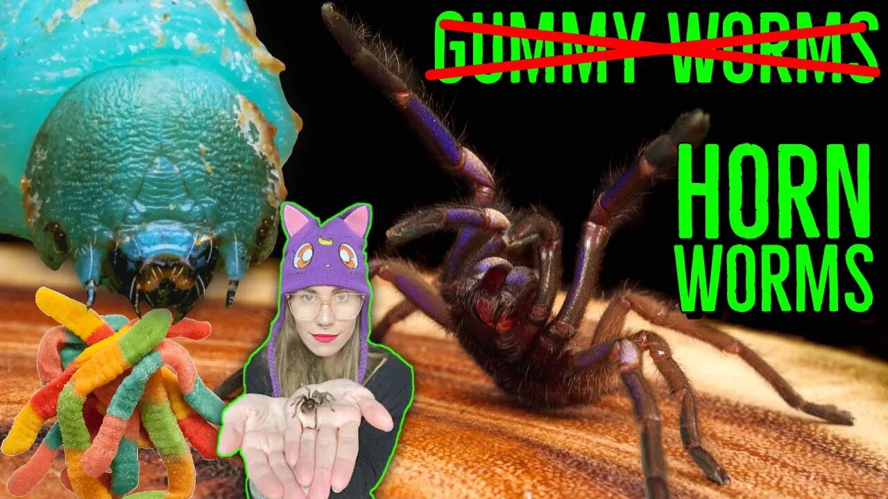 Feeding My Tarantulas HORN Worms, NOT Gummy Worms!