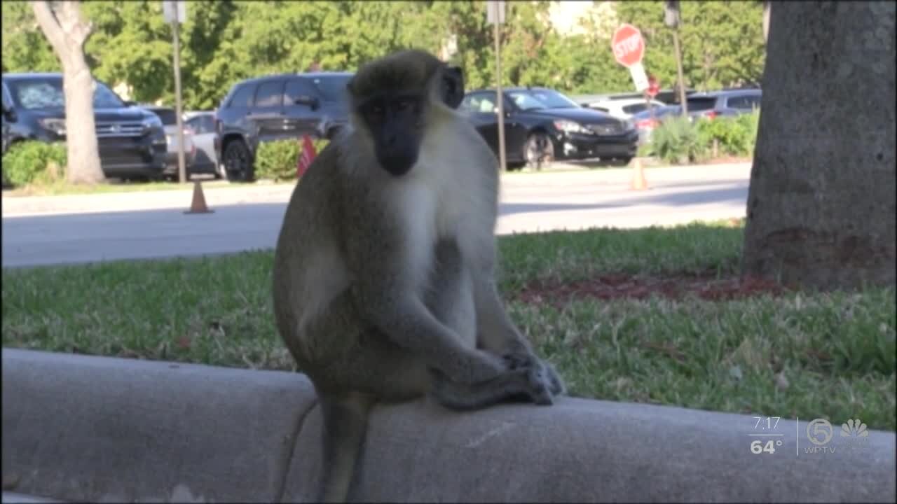 Protecting South Florida's wild vervet monkey population