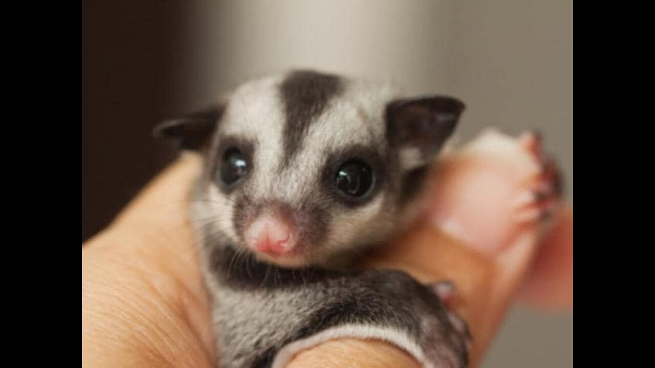 SUGAR GLIDERS - Cute & Funny Compilation❤️❤️