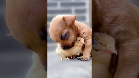 Proud Dogs Love Their Puppies Compilation