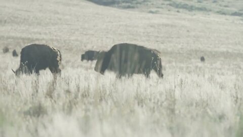 Close up of buffalo in desert