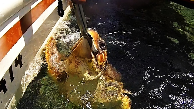 Sea turtle begs for food from conch fisherman