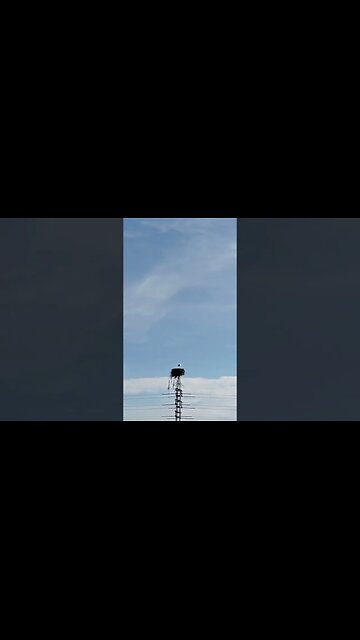 Cigüeñas de Pueblonuevo del Guadiana 🟢⚪🌑😍