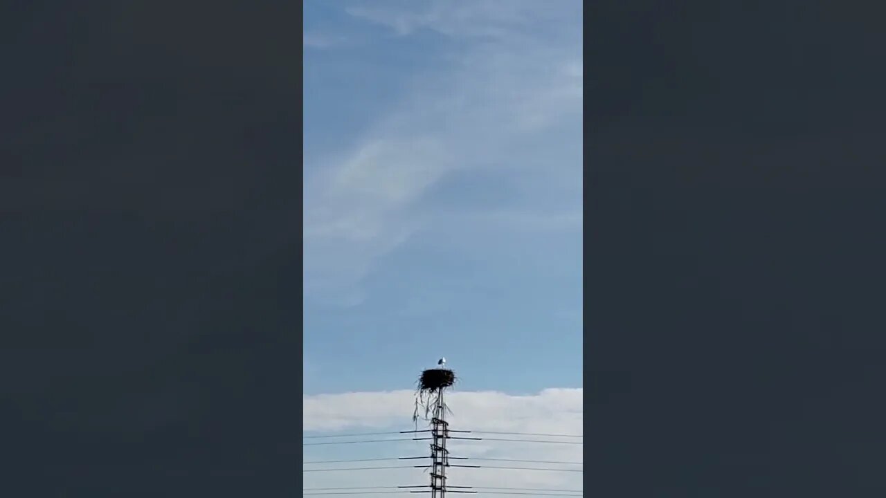Cigüeñas de Pueblonuevo del Guadiana 🟢⚪🌑😍