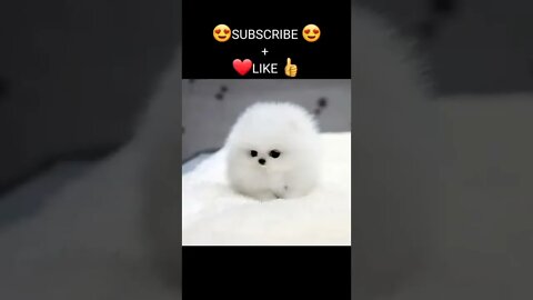 Funny & Cute Dog Compilation TikTok #shorts 😻1080p