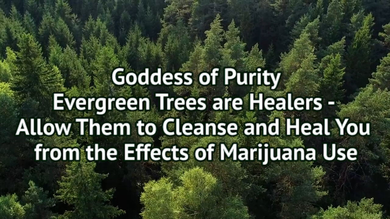 Evergreen Trees Are Healers - Allow Them to Cleanse and Heal You from the Effects of Marijuana Use