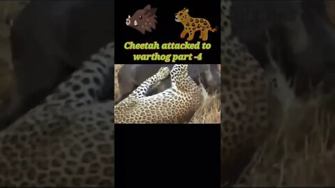 Cheetah attacked to warthog part -4 #shorts #youtubeshorts #shortvideo