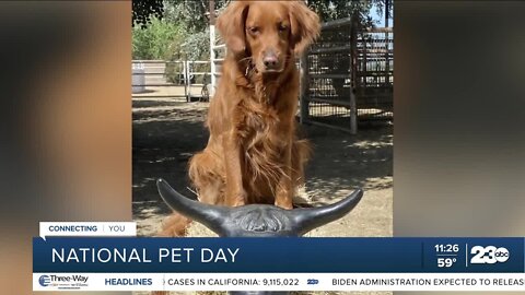 National Pet Day with 23ABC