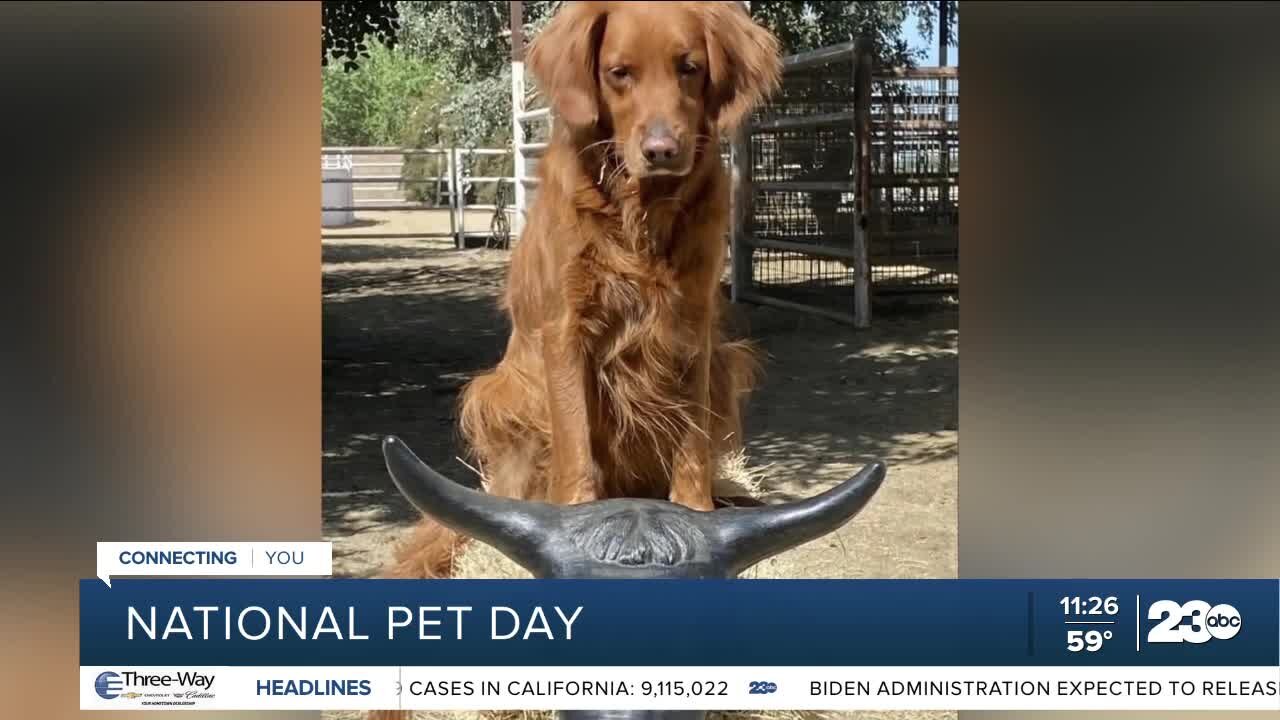 National Pet Day with 23ABC