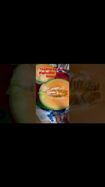 The Rats invaded my garden this was the only melon I got