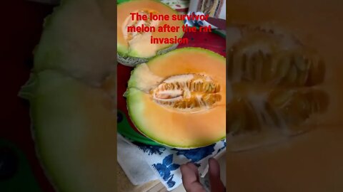 The Rats invaded my garden this was the only melon I got