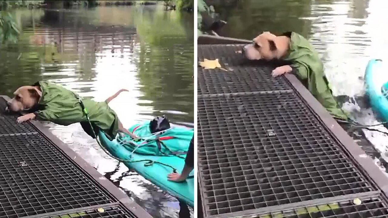 Panicky Pup Wants To Go Home After His First Sup Trip