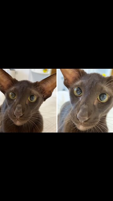 Unique Oriental Cat Playfully Attacks The Camera