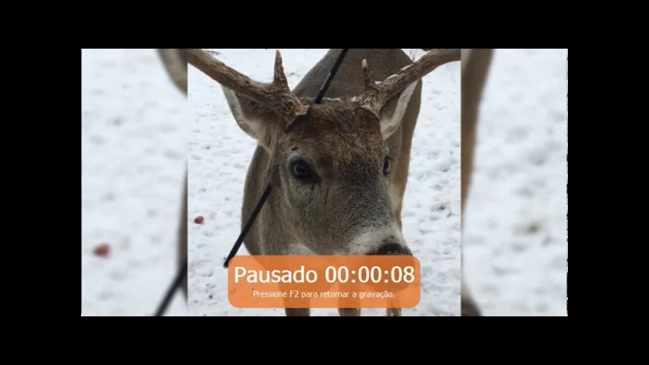 Cervo é encontrado no Canadá vivendo com uma flecha na cabeça. cervo com uma Flexa na Cabeça