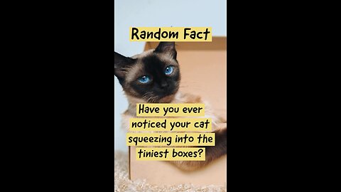 Like and Follow to discover more funny facts about our furry feline friends! #catfacts #catlover