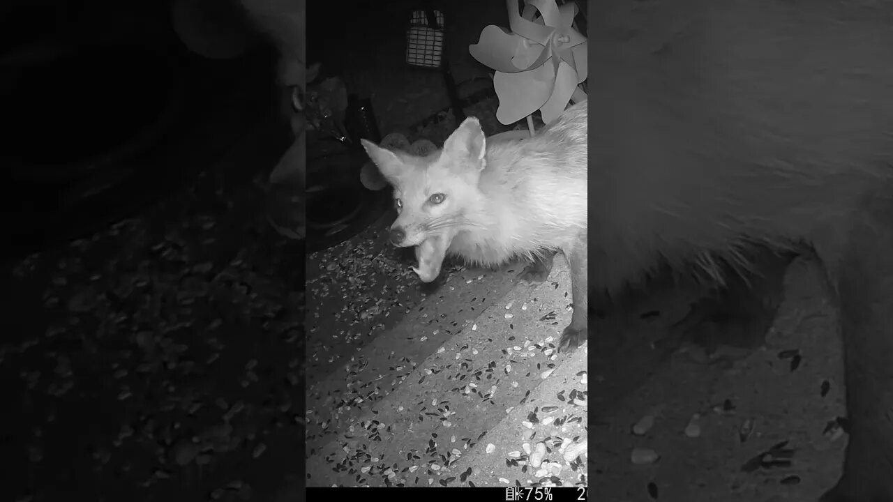 The Fox Chews Really Fast! 🦊 #Fox #RedFox #Chewing