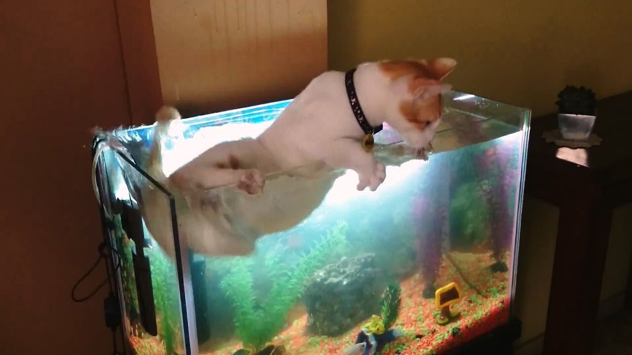 Cat Trying To Fish From The Fishing Tank