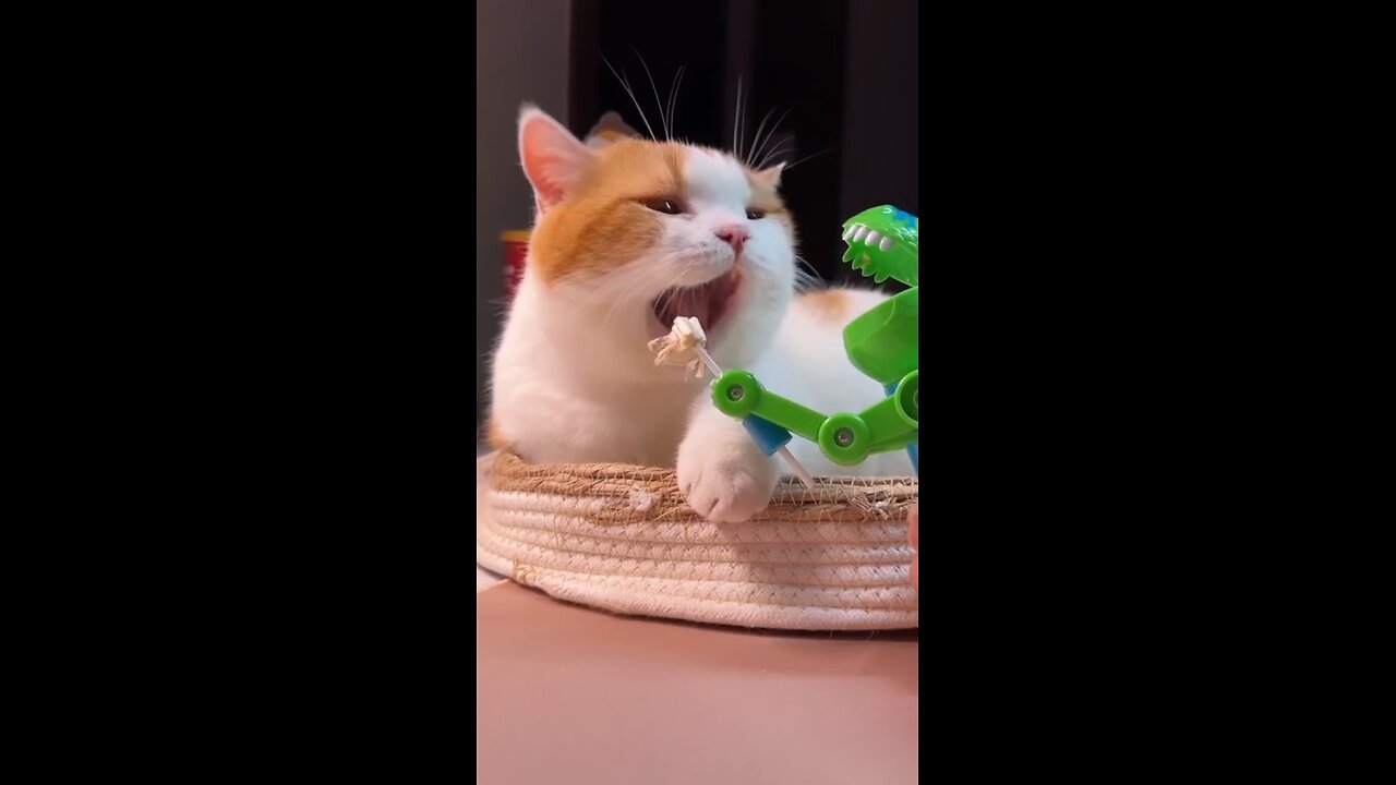 Crazy Hungry Cat
