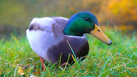 Mallard Duck Alpha Drake Aggressively Digging for Oats