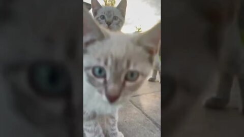 These Kittens Hate the Camera Lens | Watch Till End | Tough Little Guys | #Shorts #Kittens #FunnyCat