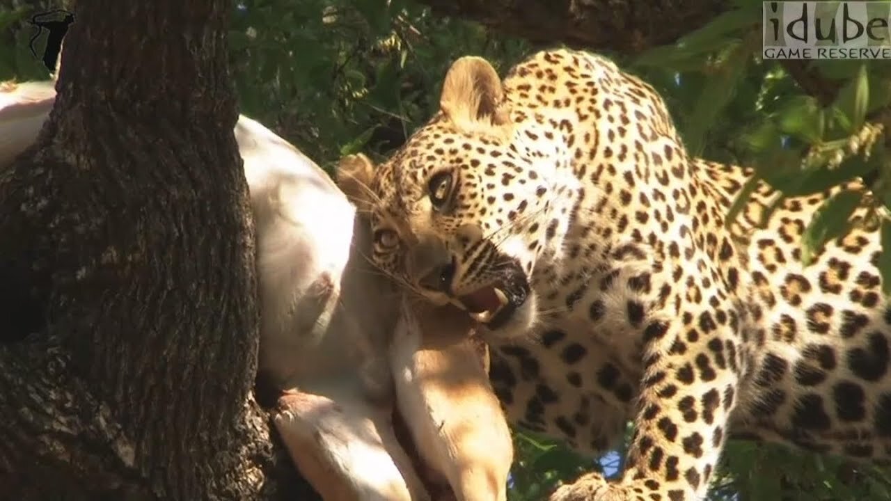 Leopard Feeding In Golden Sunlight