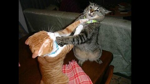 Cat is Funny fight