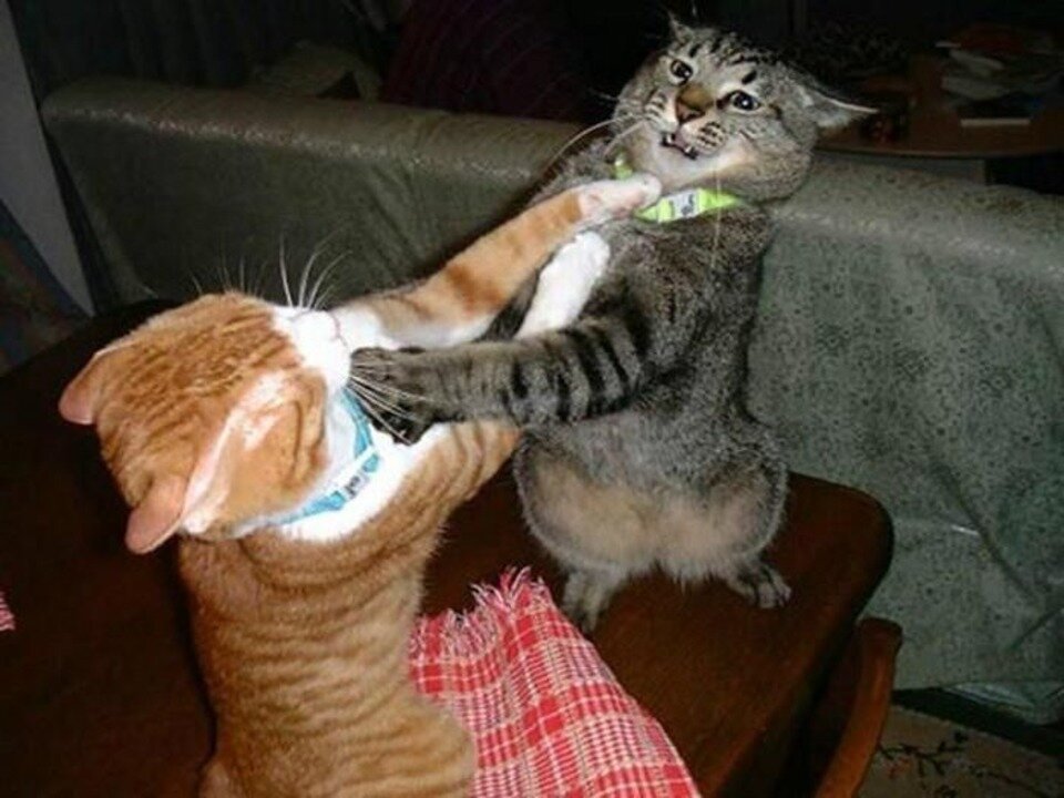 Cat is Funny fight