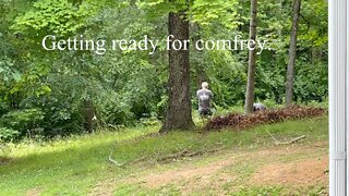 Planting comfrey on the homestead