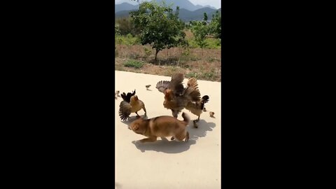 Mother chicken vs. local dog