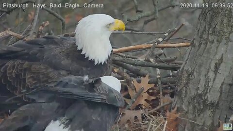 Hays Eagles Mom and Dad closeup in nest 2020 11 19 939am