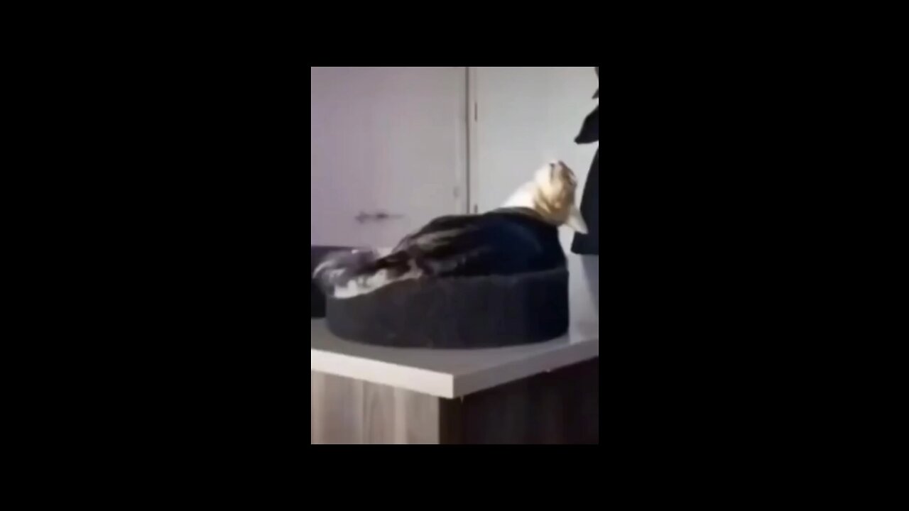 Little cute cats