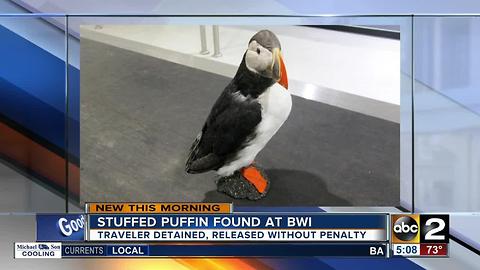 Stuffed puffin found at BWI