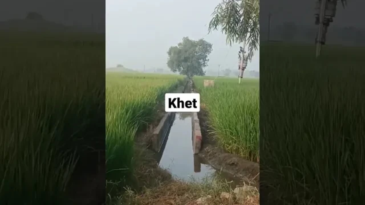 #shorts #video #kheti