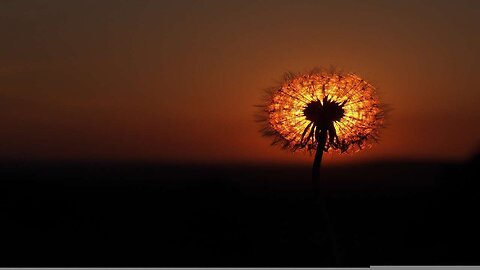 🔥 Dandelion Videos