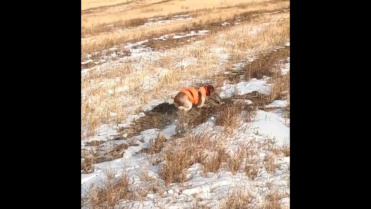 PHEASANT CHASE DOWN! 23es3