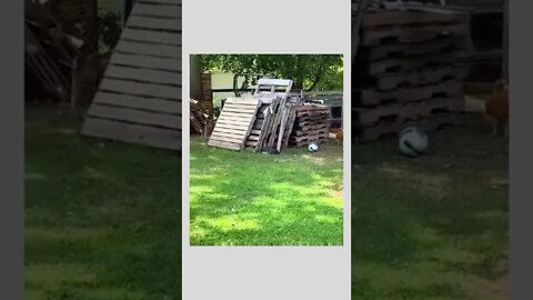 Catch me if you can ❤❤😀😀😆😆👏👏